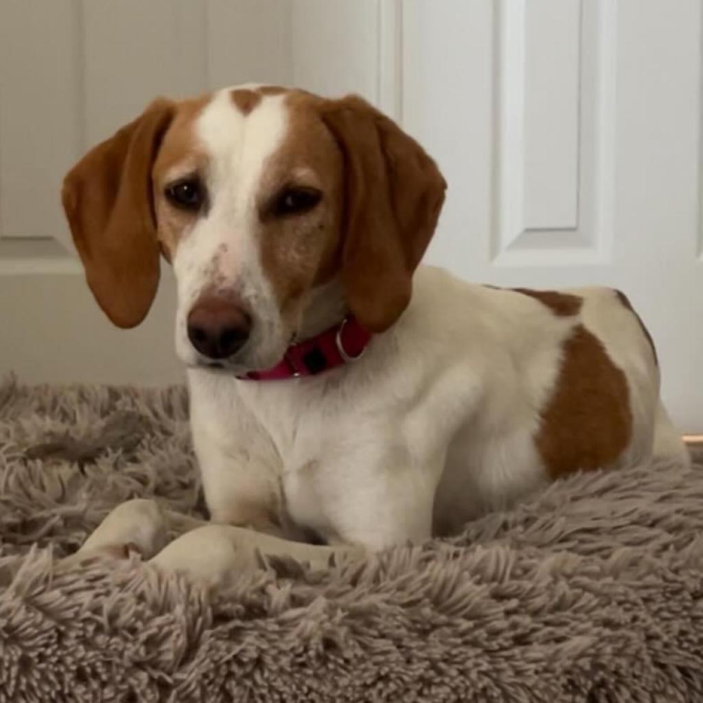 Estelle, Adoptable, Adult Female Hound & Mixed Breed.