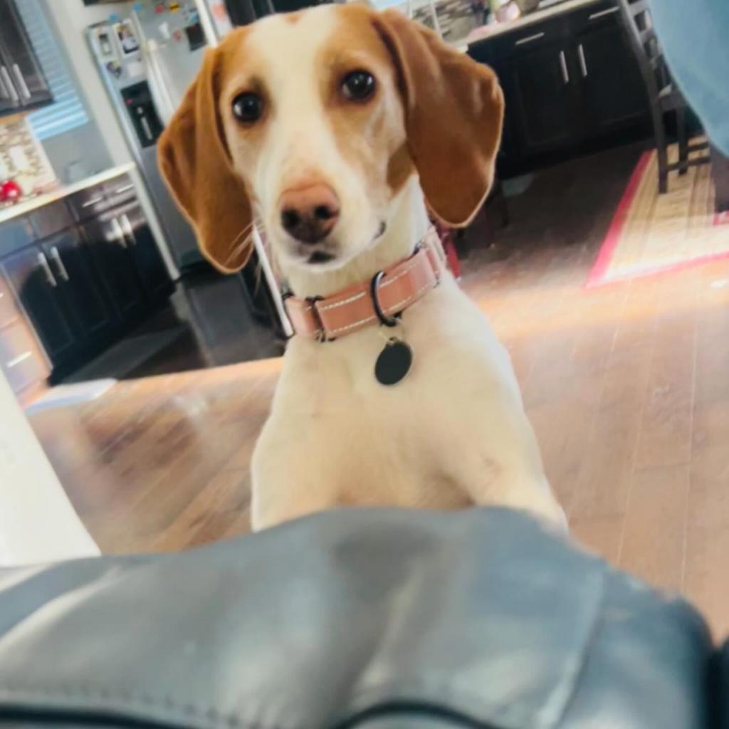 Enlarge Estelle, a Adoptable mixed breed in Fredericksburg, VA image 2/6