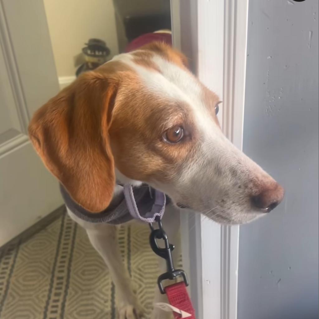 Enlarge Estelle, a Adoptable mixed breed in Fredericksburg, VA image 4/6