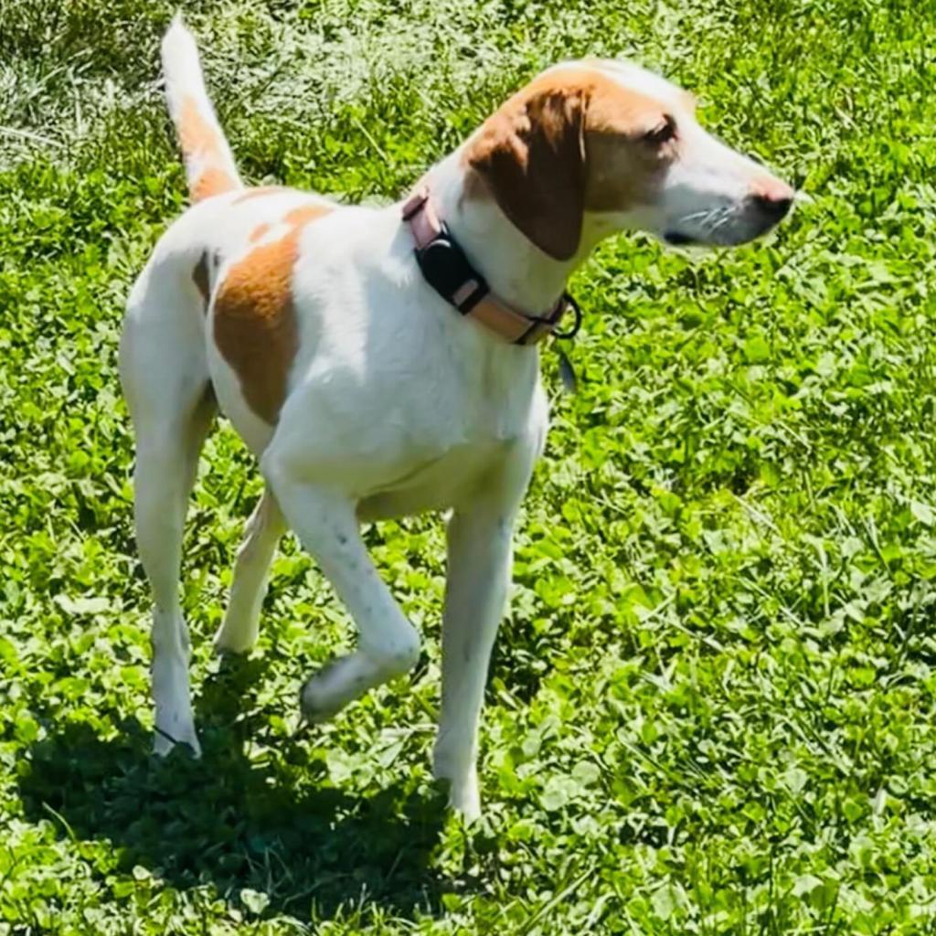 Enlarge Estelle, a Adoptable mixed breed in Fredericksburg, VA image 5/6