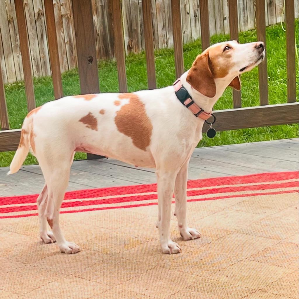 Enlarge Estelle, a Adoptable mixed breed in Fredericksburg, VA image 6/6