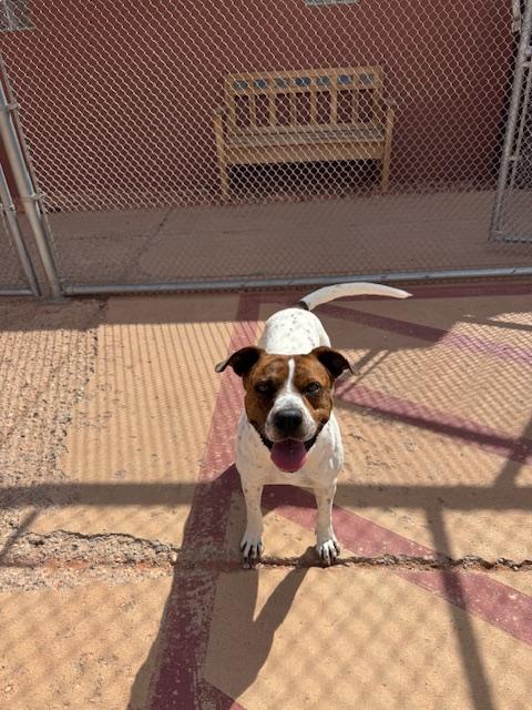 Ziggy, Adoptable, Young Male Pit Bull Terrier.