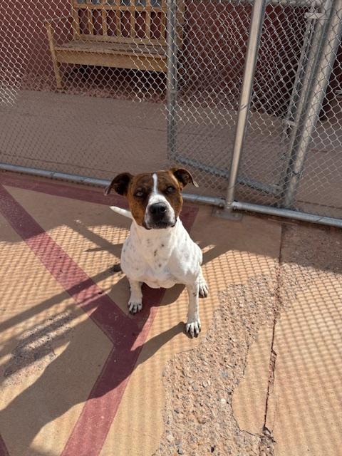 Ziggy, a Adoptable Pit Bull Terrier in Ivins, UT image 2/3