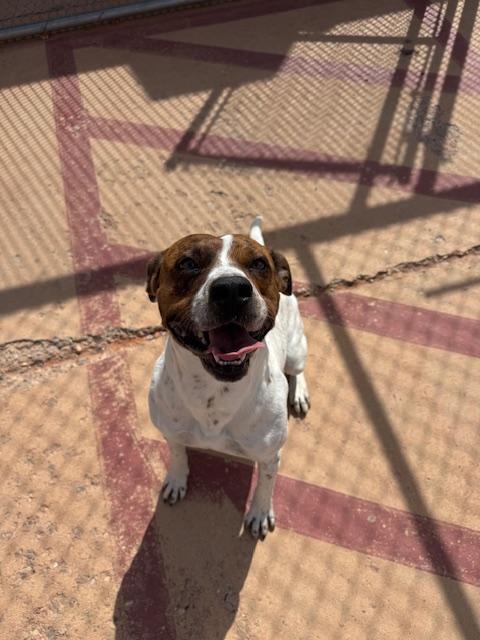 Ziggy, a Adoptable Pit Bull Terrier in Ivins, UT image 3/3