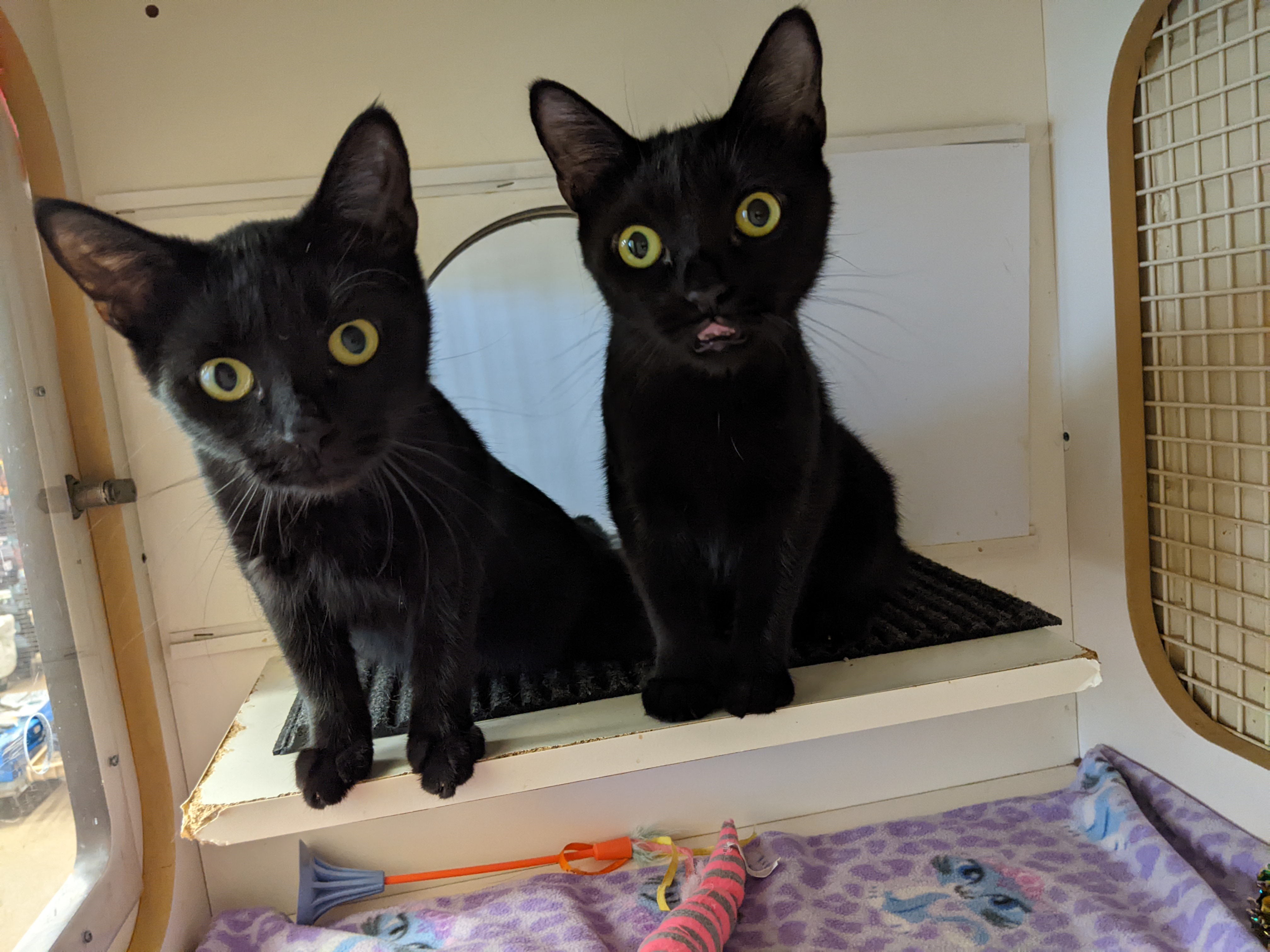 Thing 1 & 2 (sisters together)