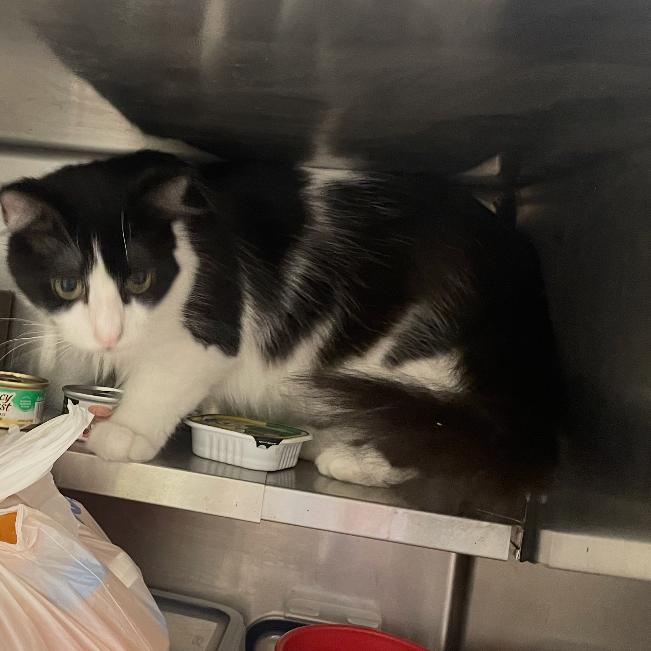 Bajherra, Adoptable, Adult Male Domestic Medium Hair.