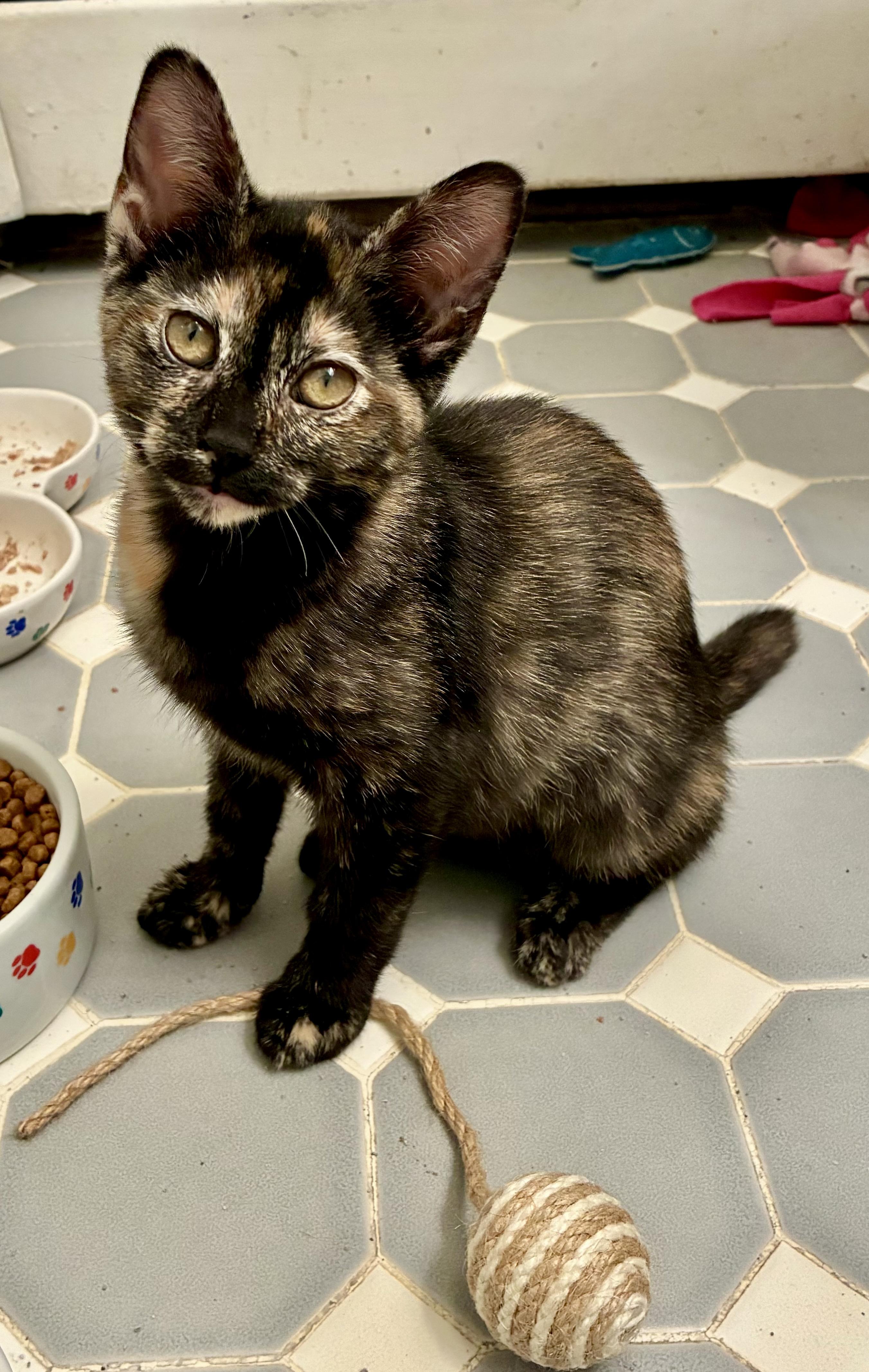 Tortellini, Adoptable, Kitten Female Tortoiseshell.