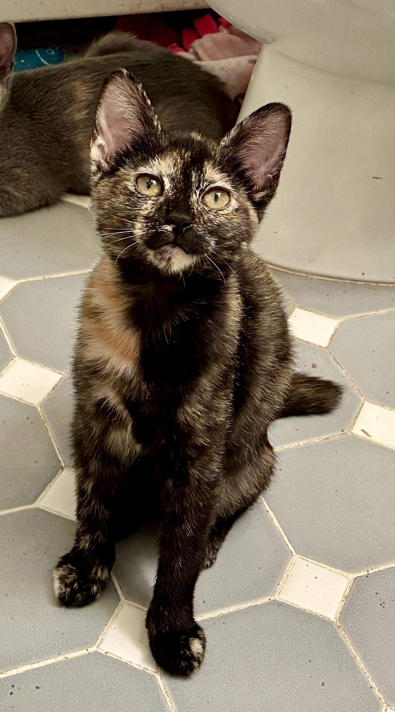 Enlarge Tortellini, a Adoptable Tortoiseshell in River Edge, NJ image 2/4