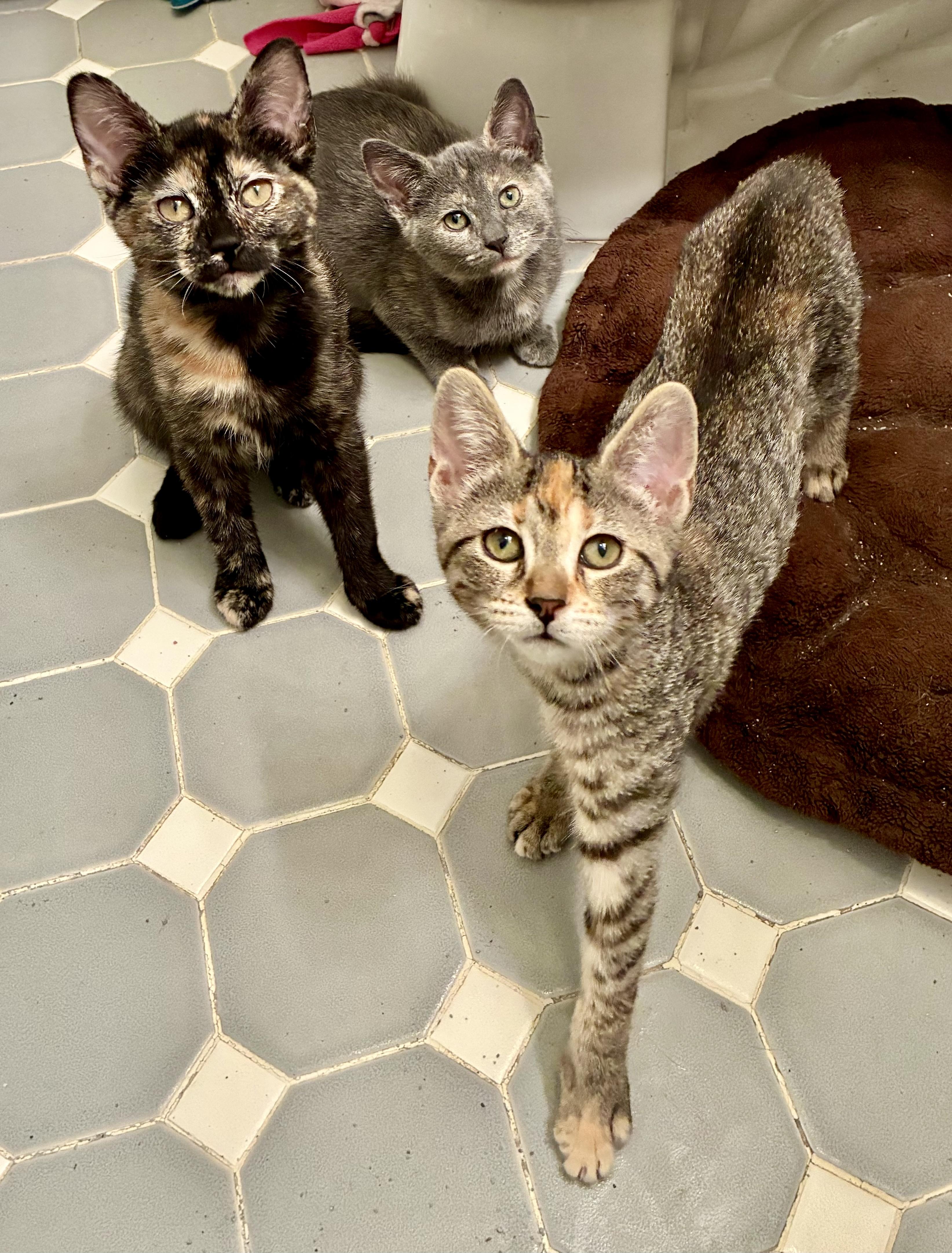 Enlarge Tortellini, a Adoptable Tortoiseshell in River Edge, NJ image 4/4