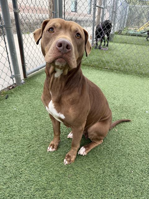 CHOP, Adoptable, Adult Female Mixed Breed.