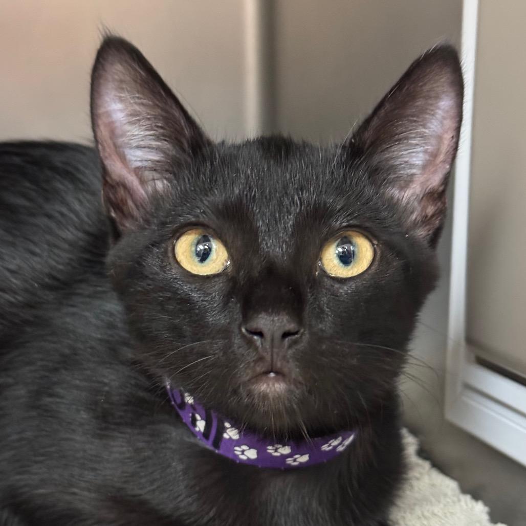 Enlarge Jill, a Adoptable Domestic Short Hair in Santa Barbara, CA image 1/1