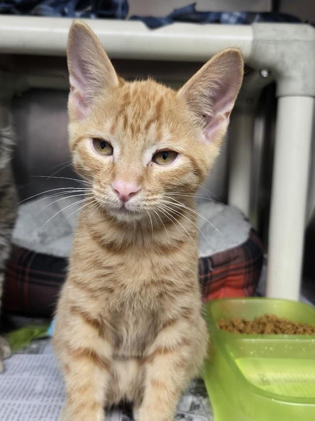 Duey, Adopted, Young Male Domestic Short Hair.