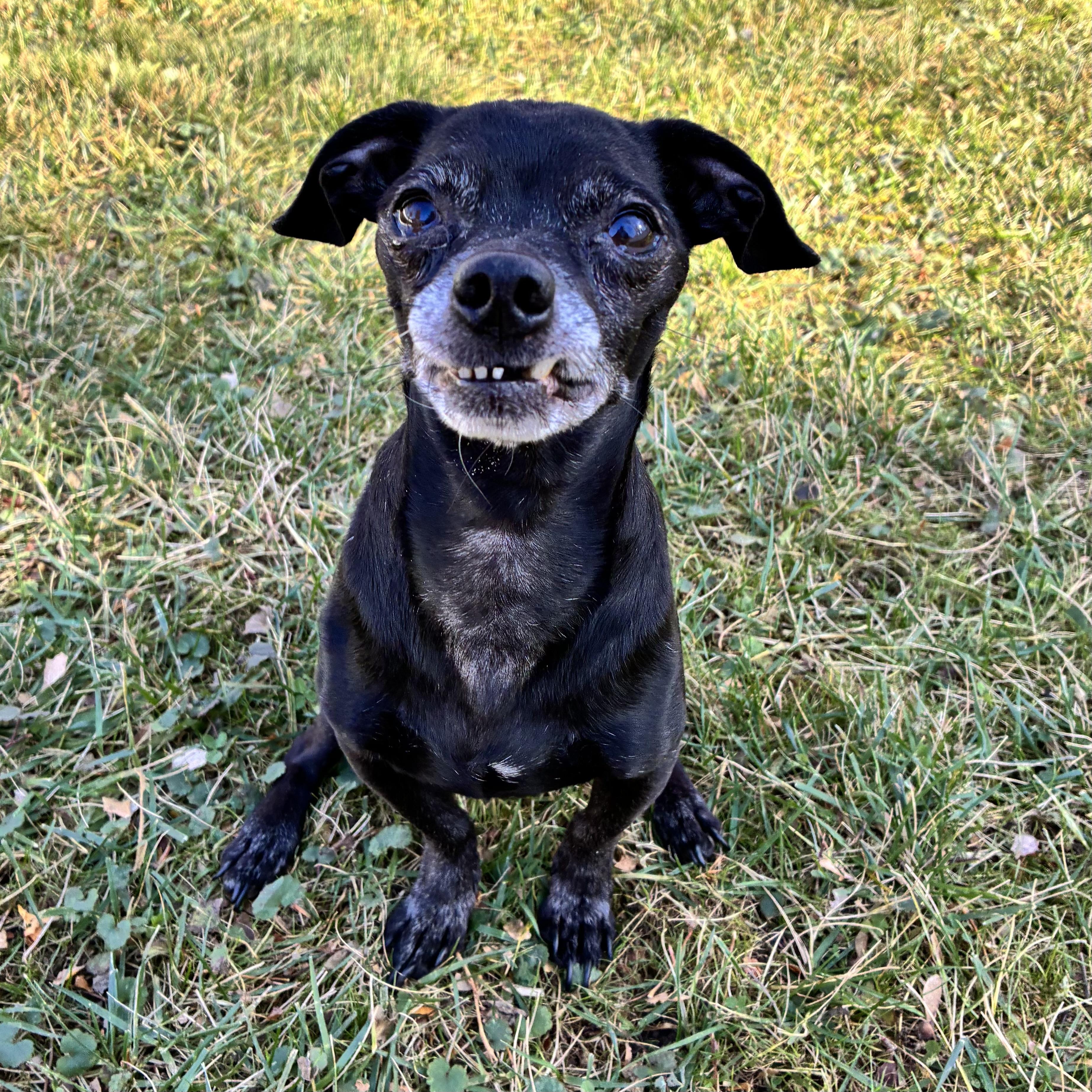 Ronald, a Adoptable mixed breed in Itasca, IL image 1/5