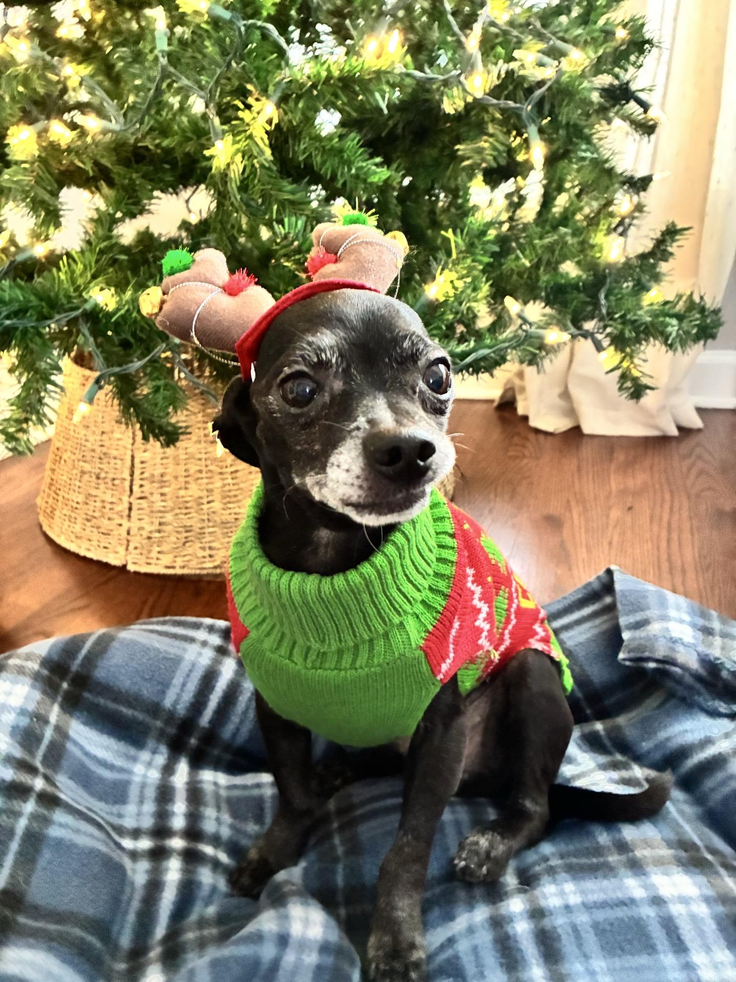 Ronald, Adoptable, Senior Male Chihuahua.