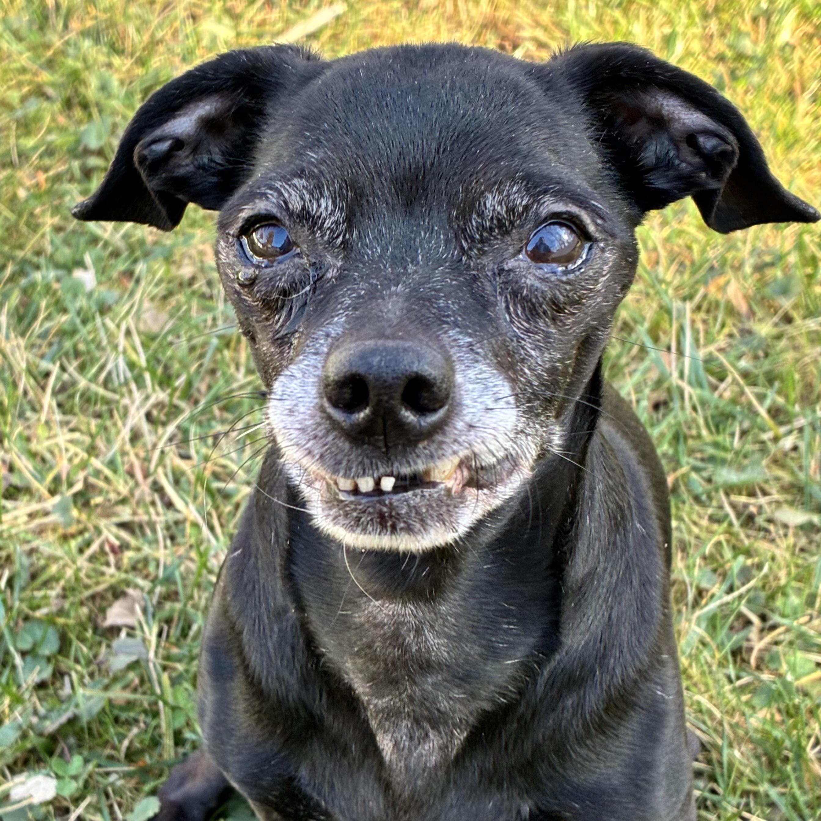 Ronald, a Adoptable mixed breed in Itasca, IL image 5/5