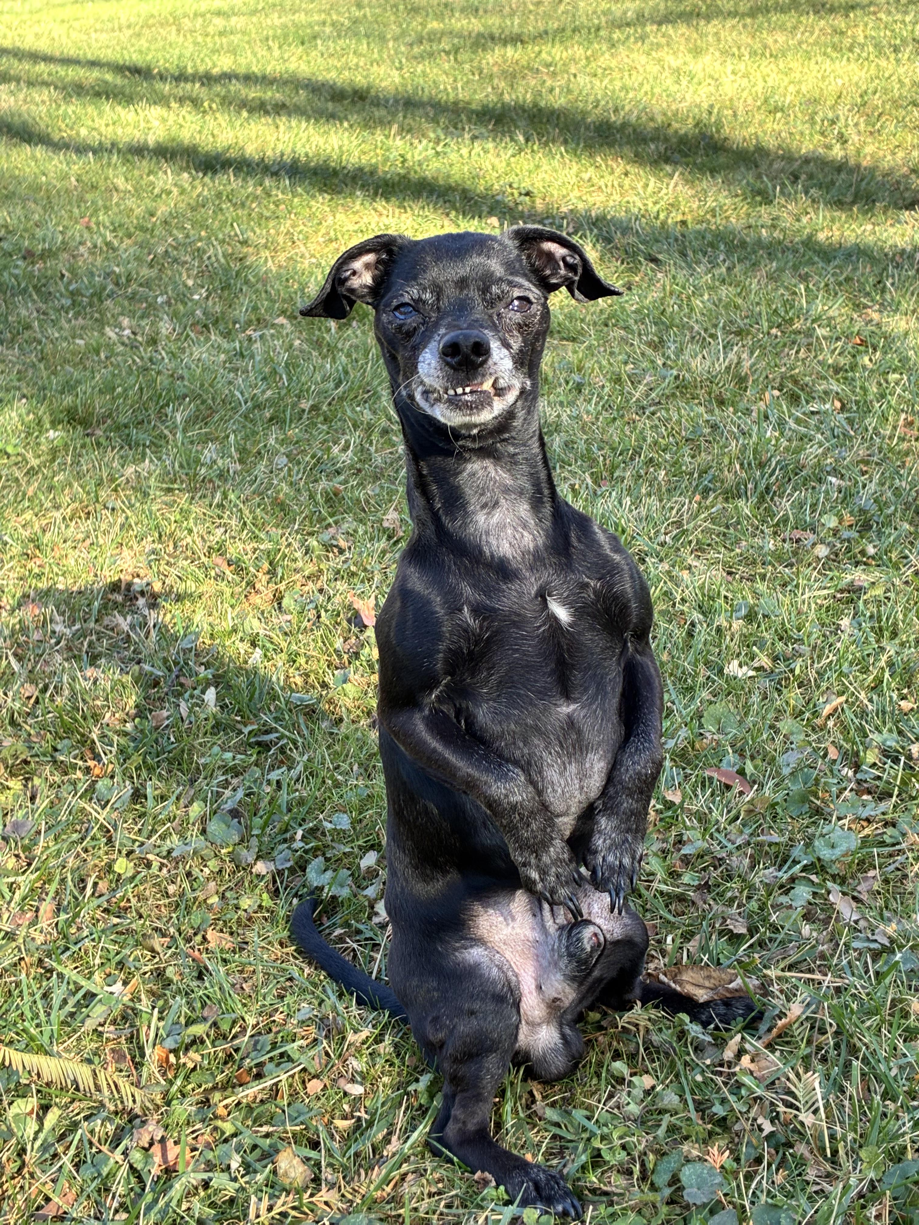 Ronald, a Adoptable mixed breed in Itasca, IL image 4/5