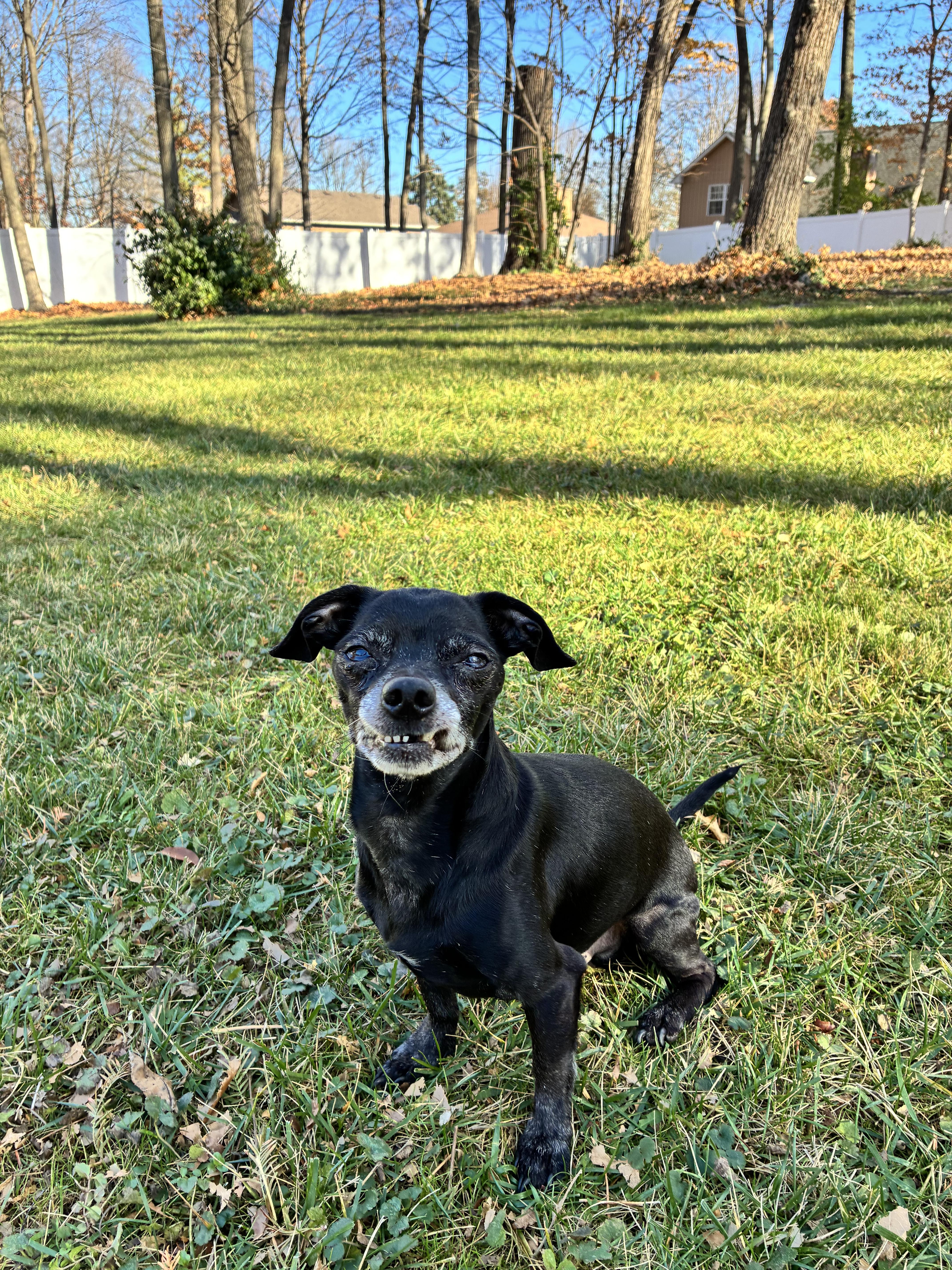 Ronald, a Adoptable mixed breed in Itasca, IL image 3/5