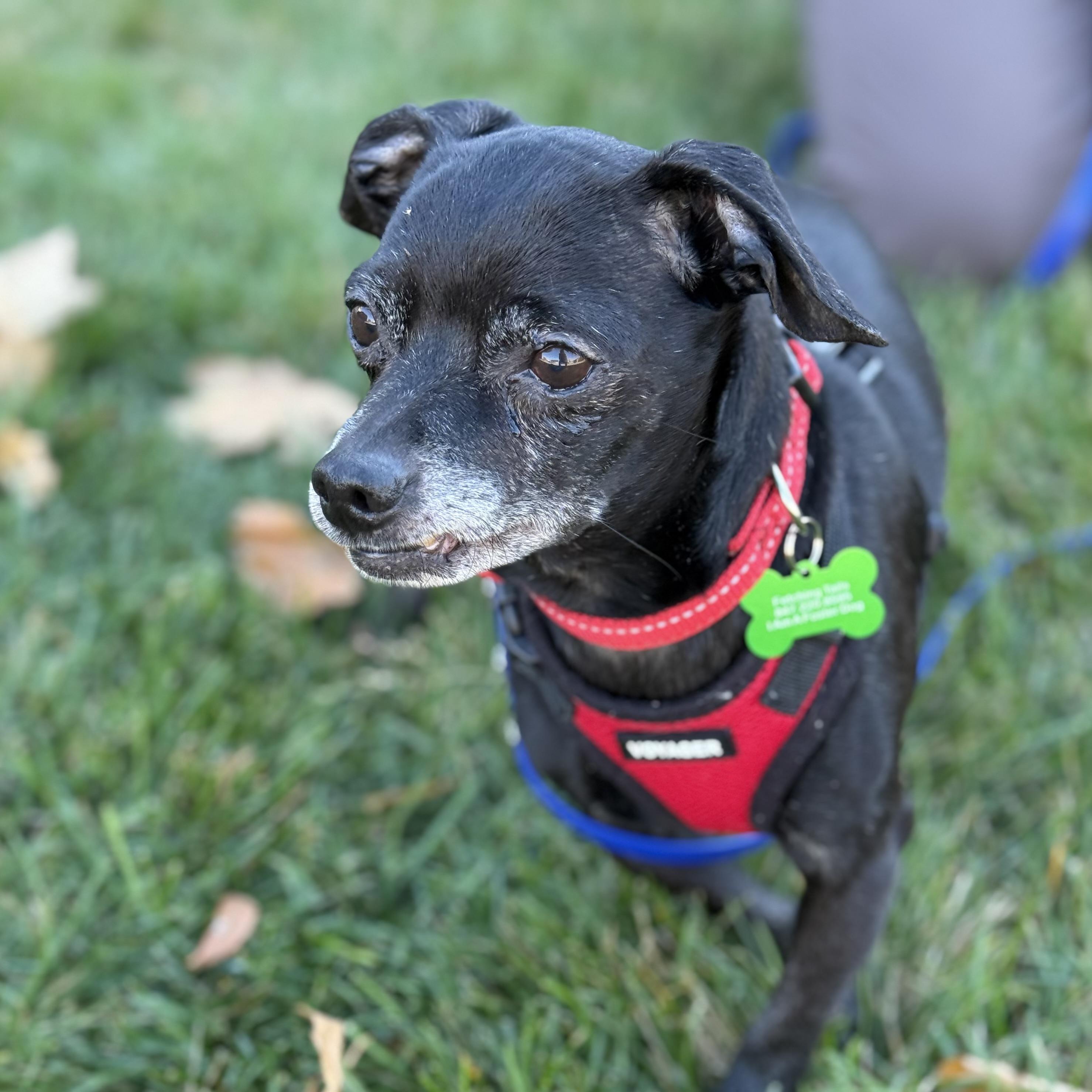 Ronald, Adoptable, Senior Male Chihuahua.
