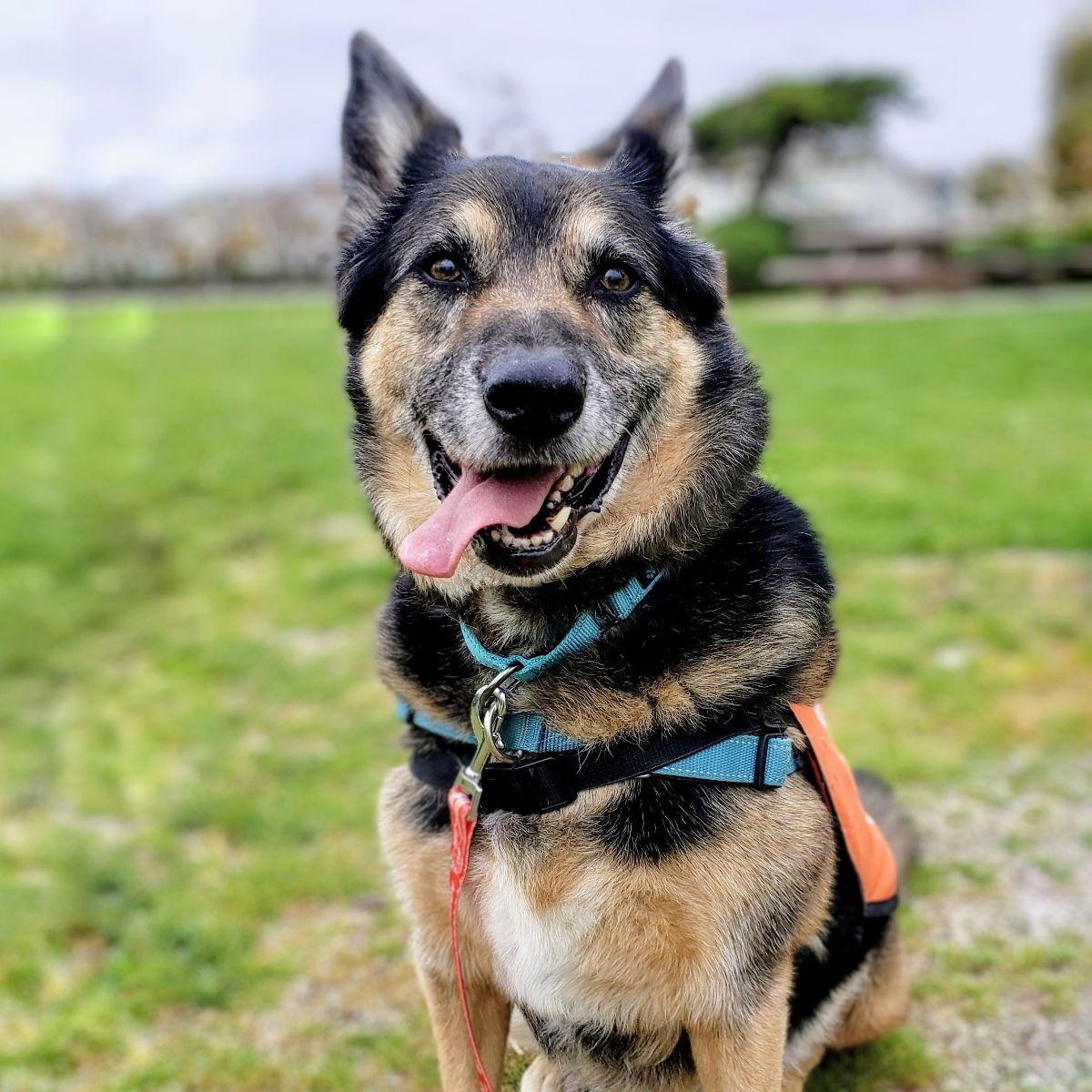Kris, Adoptable, Senior Male German Shepherd Dog.