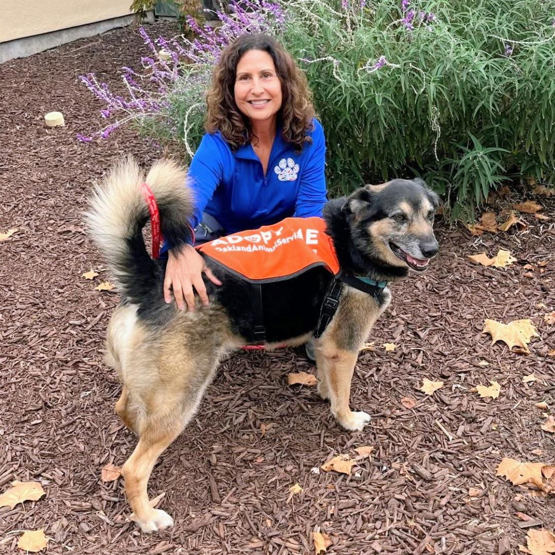 Enlarge Kris, a Adoptable German Shepherd Dog in Oakland, CA image 2/3