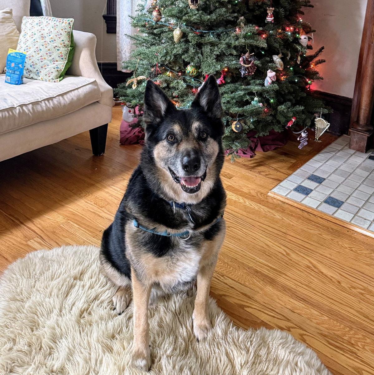 Kris, a Adoptable German Shepherd Dog in Oakland, CA image 2/3