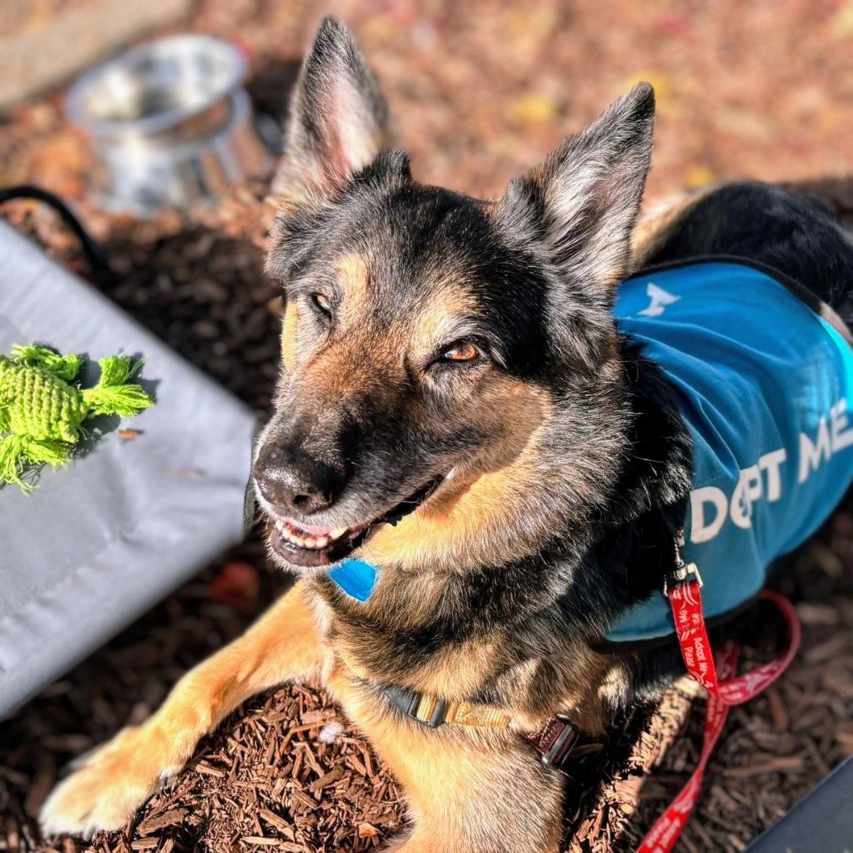 Enlarge Kris, a Adoptable German Shepherd Dog in Oakland, CA image 3/3