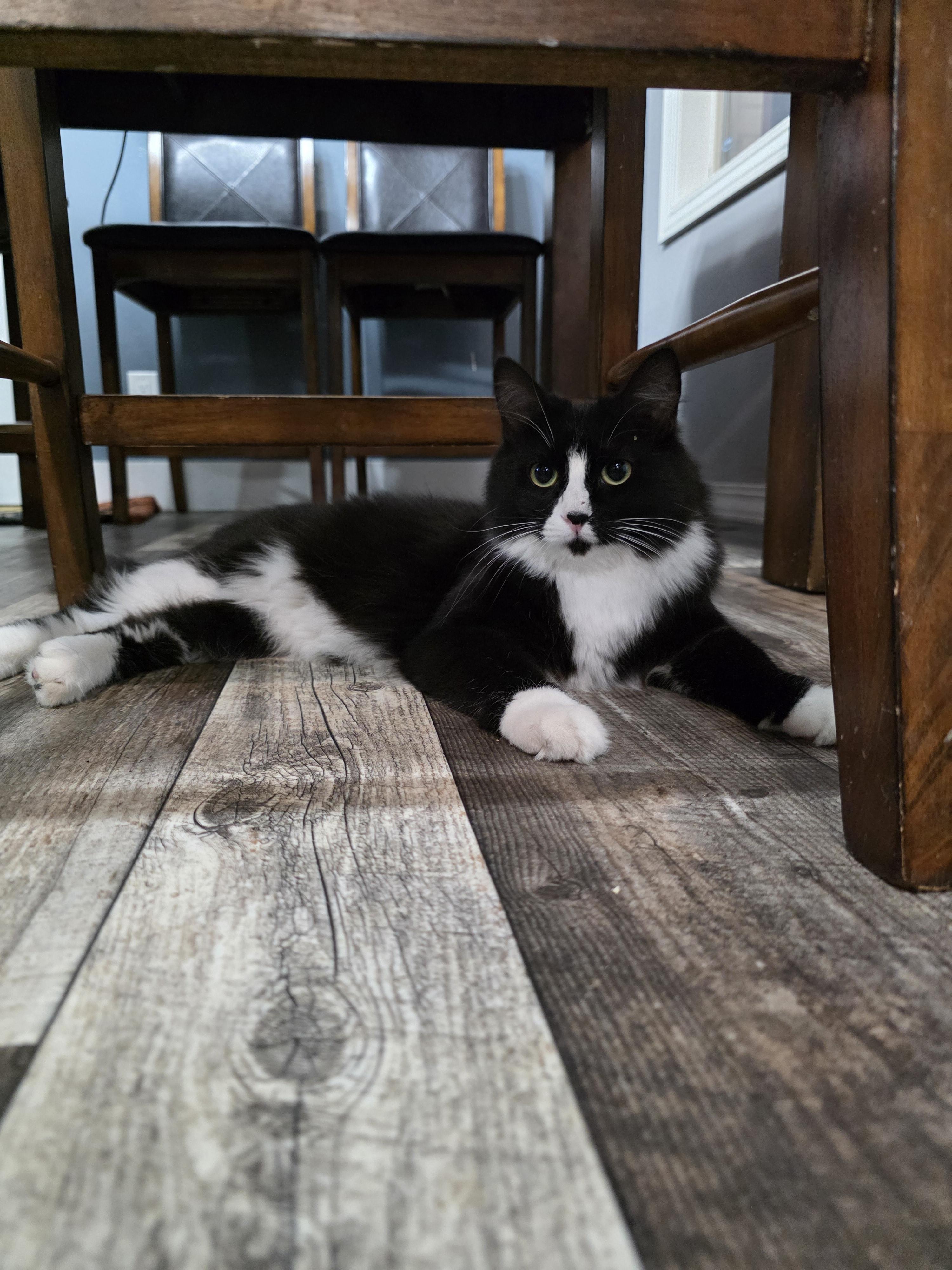 Widow, Adoptable, Young Female Domestic Medium Hair.