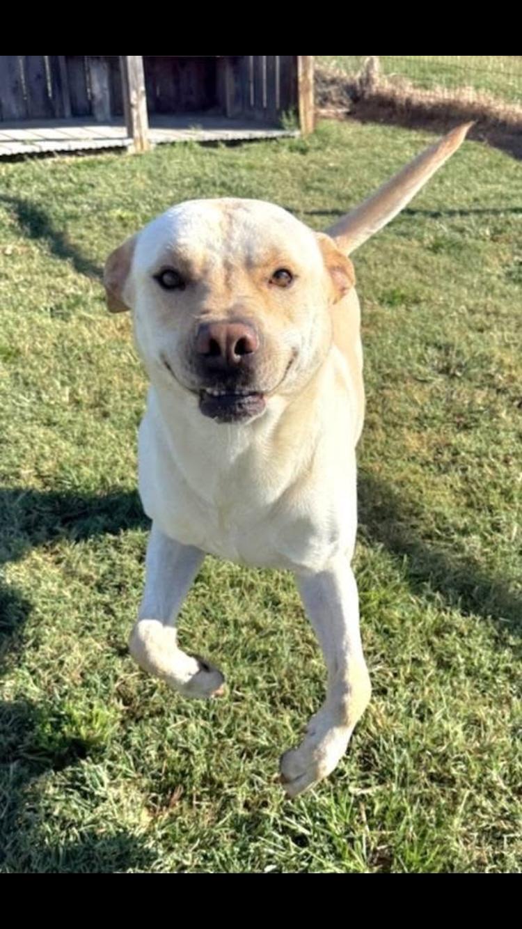 Enlarge Link, an adopted mixed breed in Arvada, CO image 3/6