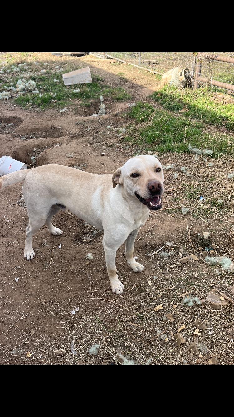 Enlarge Link, an adopted mixed breed in Arvada, CO image 5/6