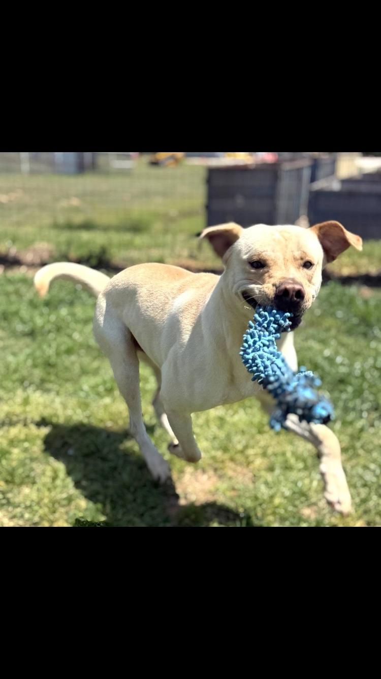 Enlarge Link, an adopted mixed breed in Arvada, CO image 4/6