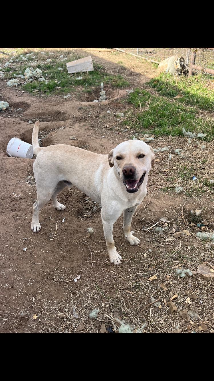 Enlarge Link, an adopted mixed breed in Arvada, CO image 6/6