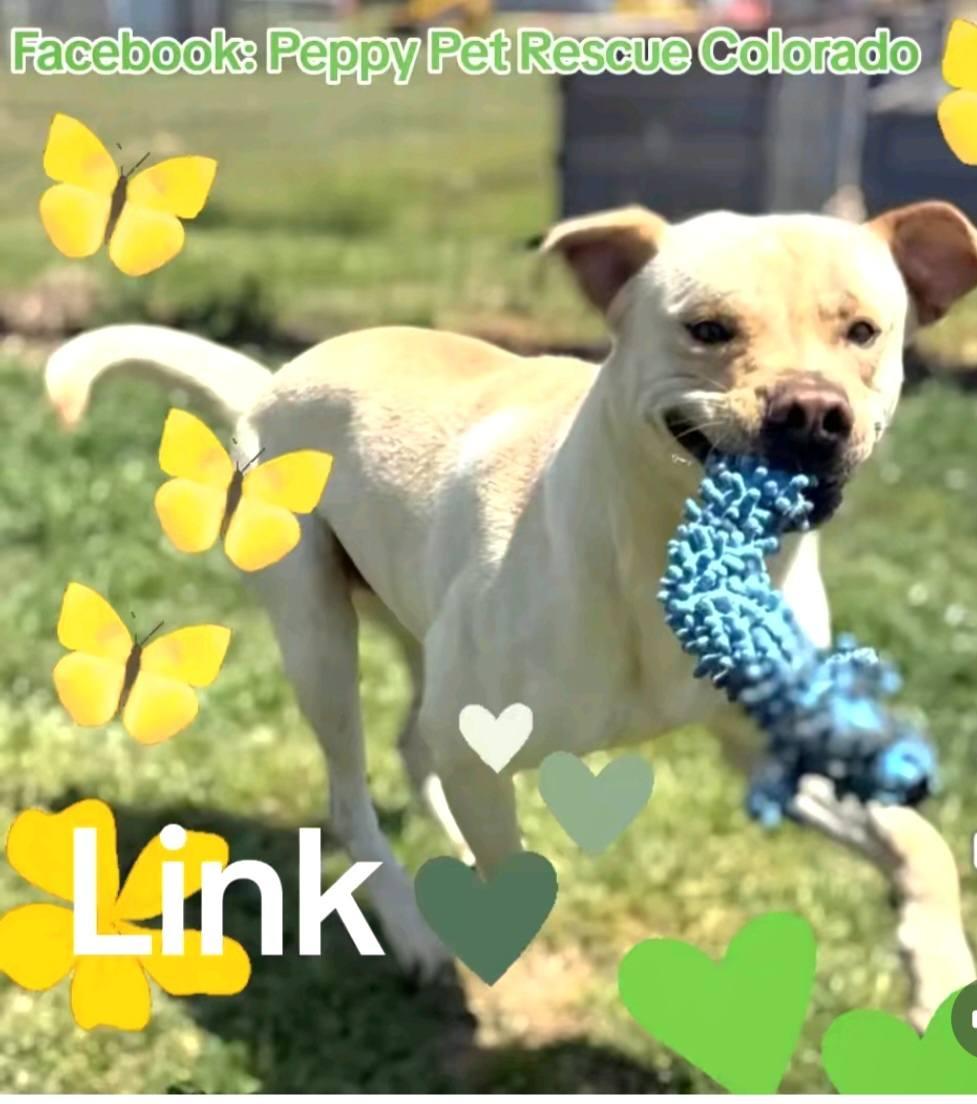 Enlarge Link, an adopted mixed breed in Arvada, CO image 2/6