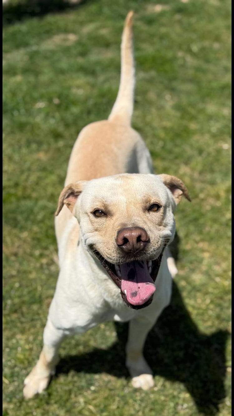 Link, adopted, Adult Male Labrador Retriever & Pit Bull Terrier.