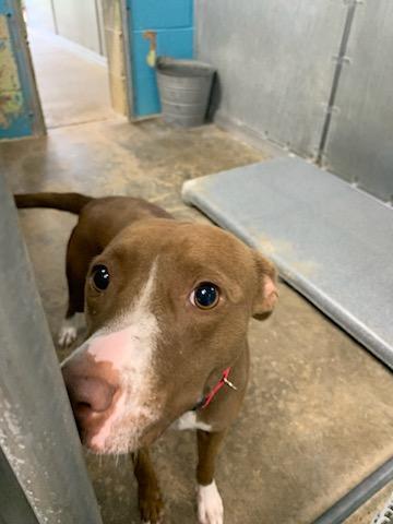 Jerri, Adopted, Young Female Hound.