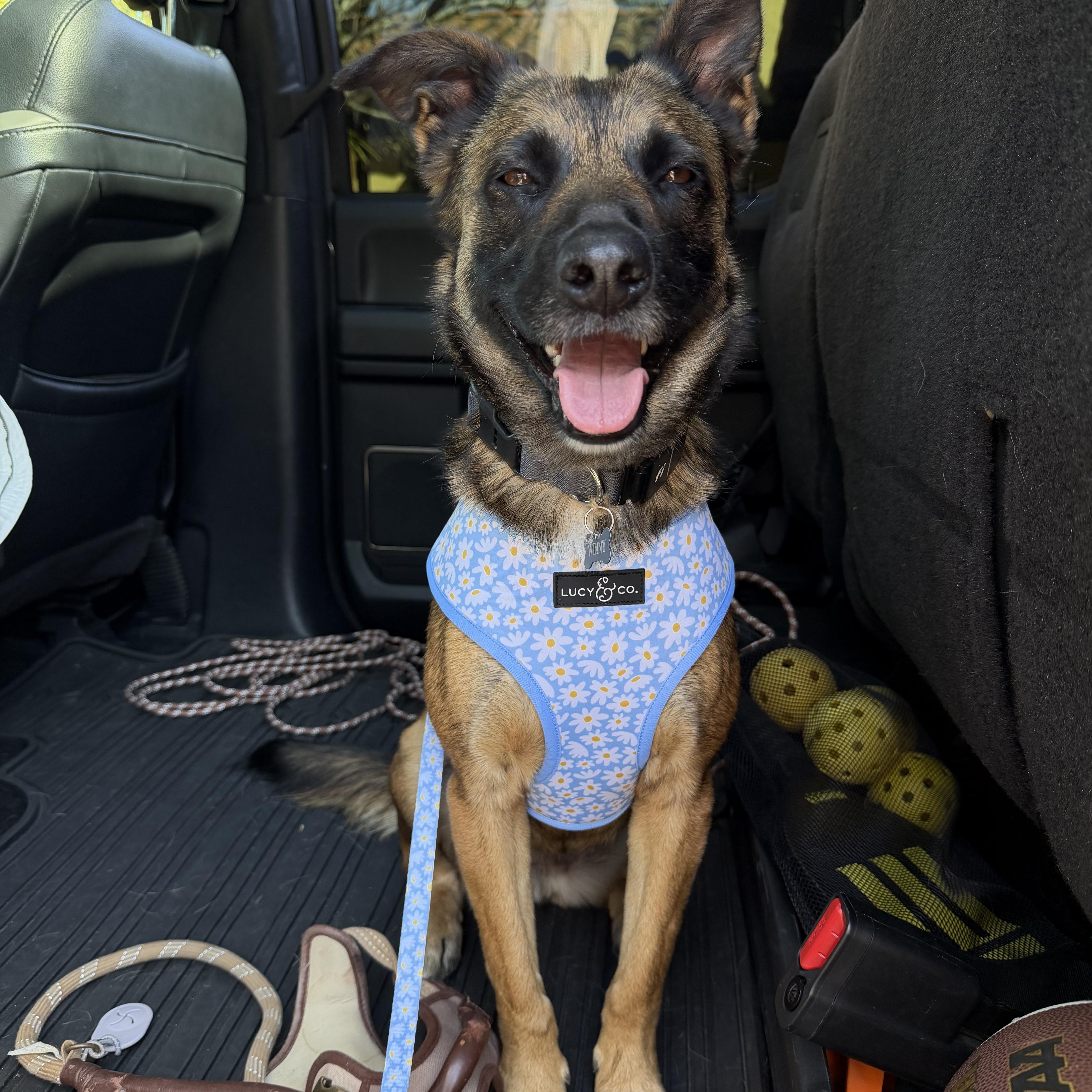 Enlarge Victoria, a ADOPTABLE mixed breed in San Diego, CA image 2/6