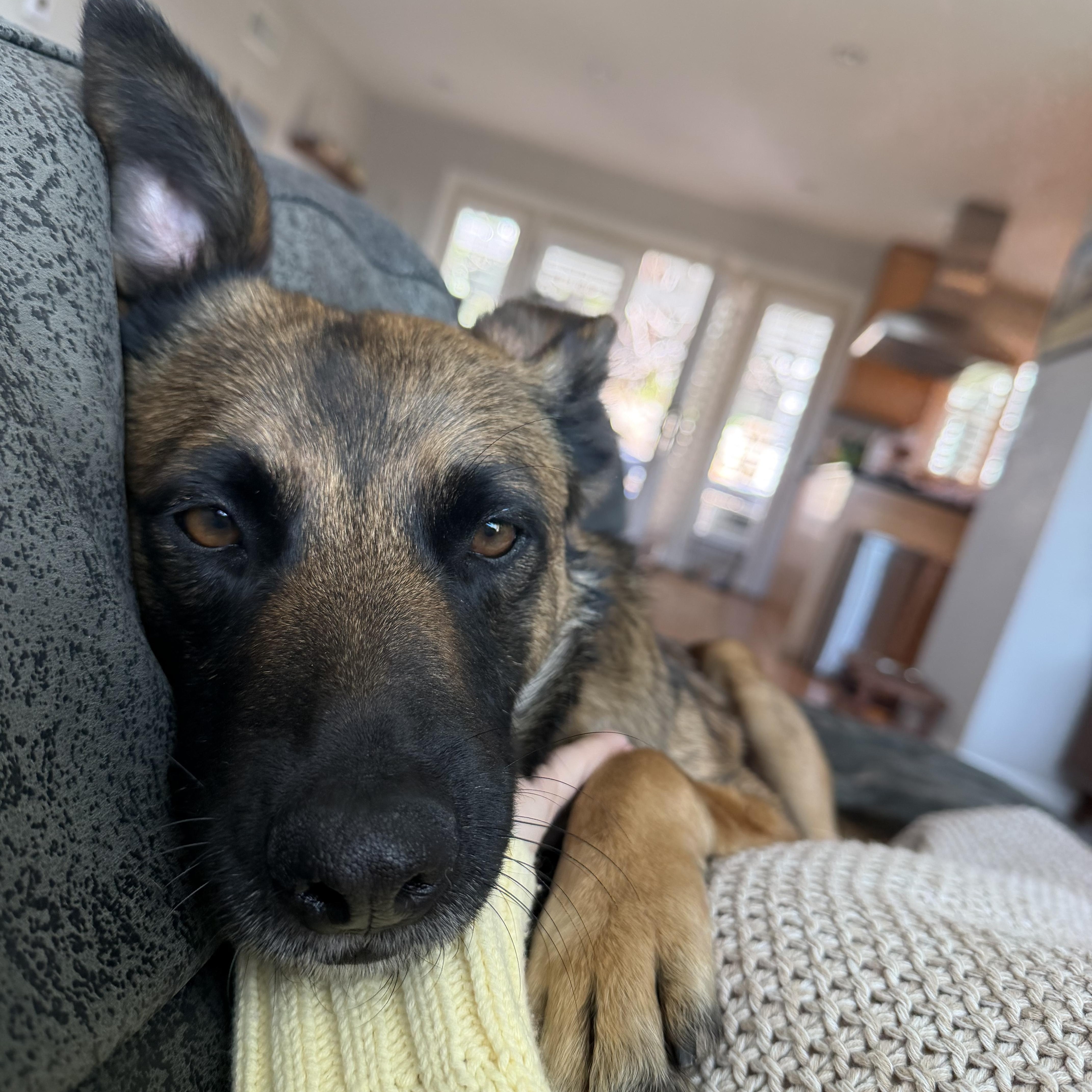 Enlarge Victoria, a ADOPTABLE mixed breed in San Diego, CA image 4/6