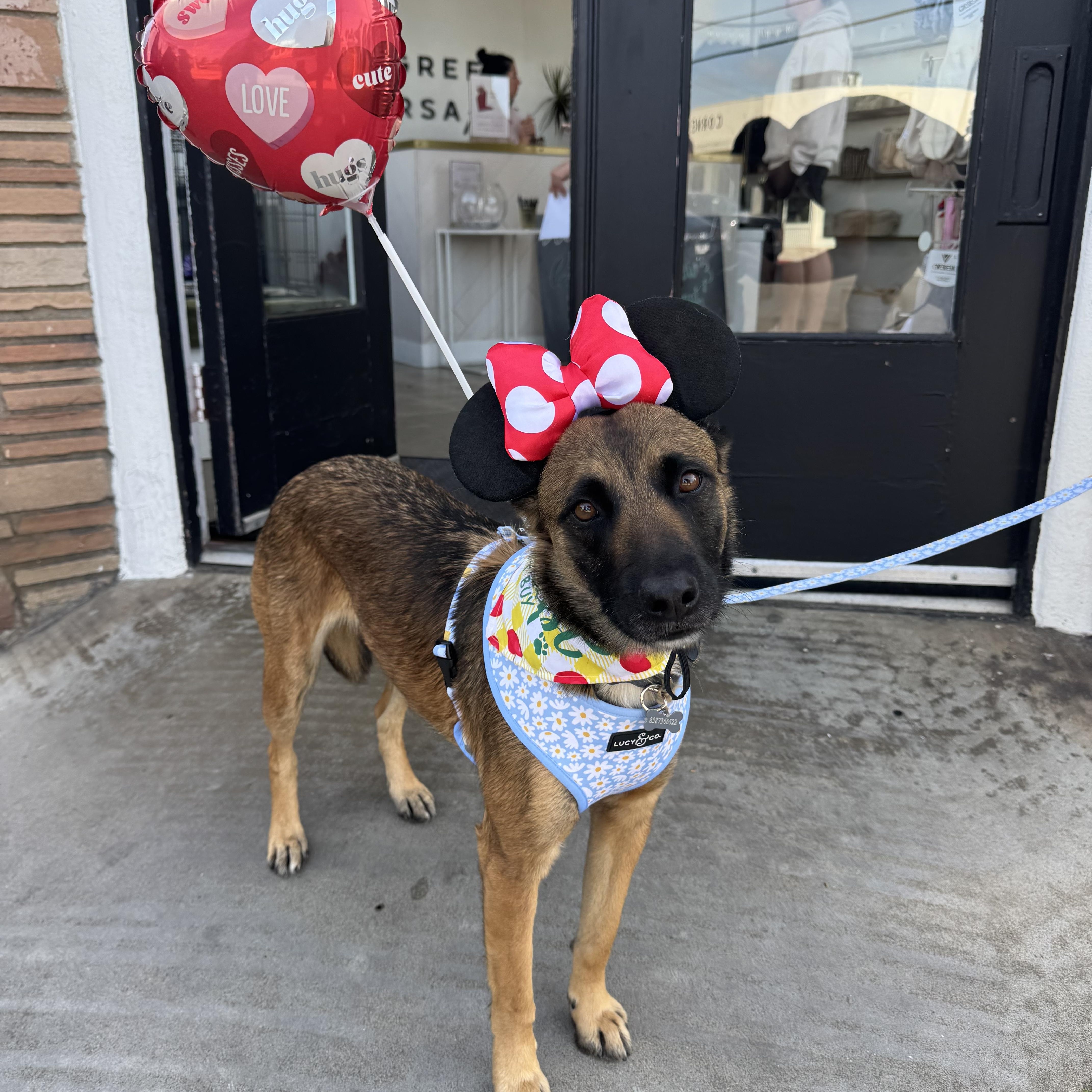 Enlarge Victoria, a ADOPTABLE mixed breed in San Diego, CA image 3/6