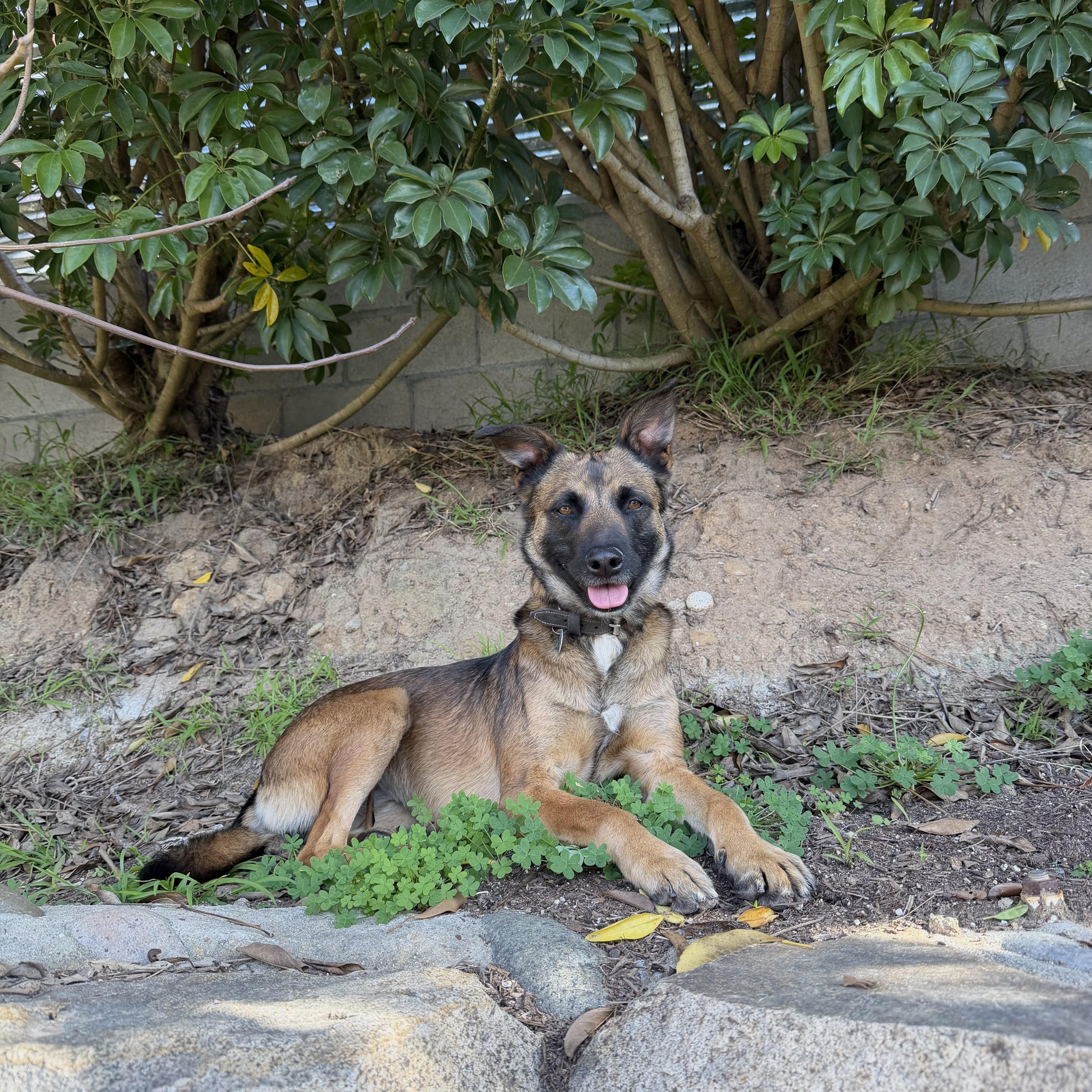 Enlarge Victoria, a ADOPTABLE mixed breed in San Diego, CA image 6/6