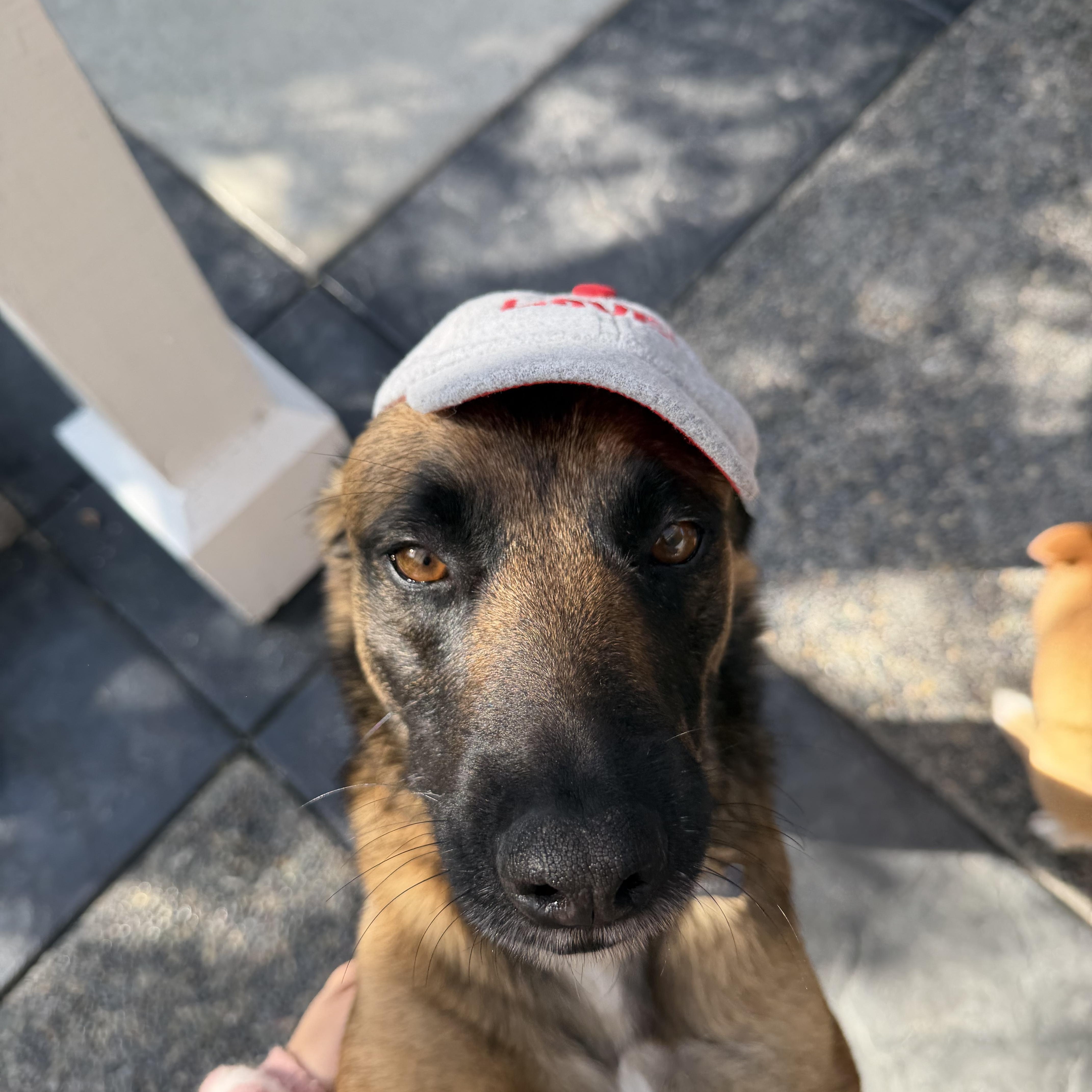 Enlarge Victoria, a ADOPTABLE mixed breed in San Diego, CA image 5/6