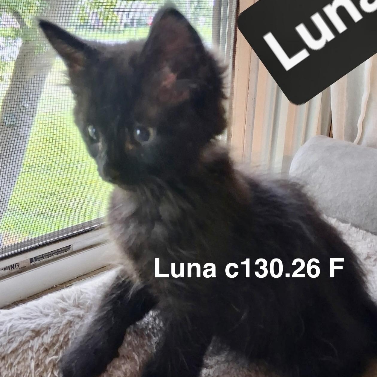 Foster Luna, ADOPTABLE, Kitten Female Domestic Short Hair.