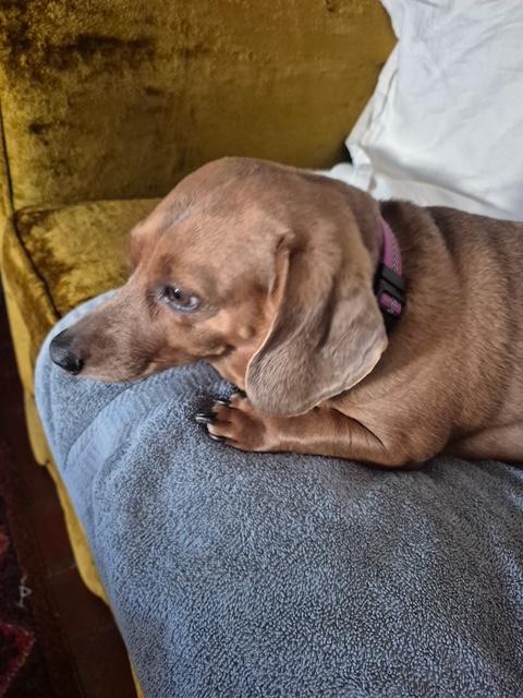 Mia, ADOPTABLE, Adult Female Dachshund.