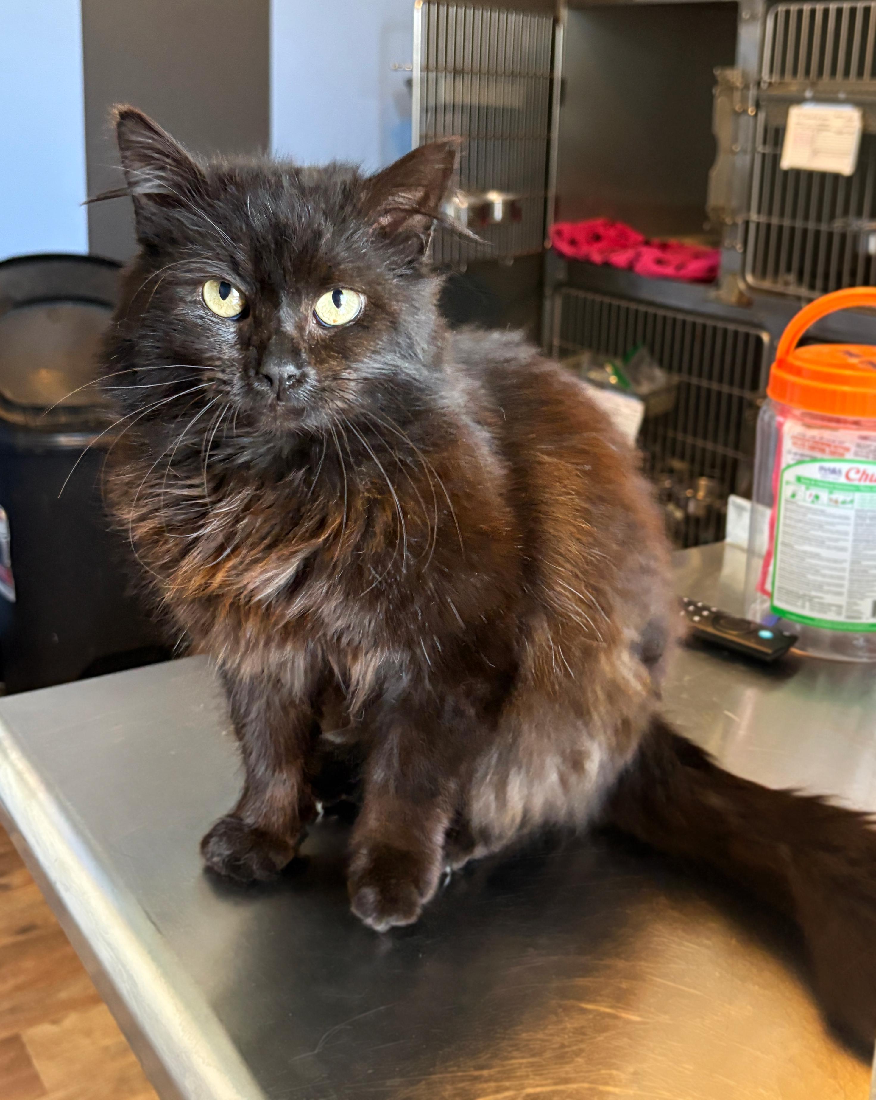 Romeo, ADOPTABLE, Kitten Male Domestic Short Hair.