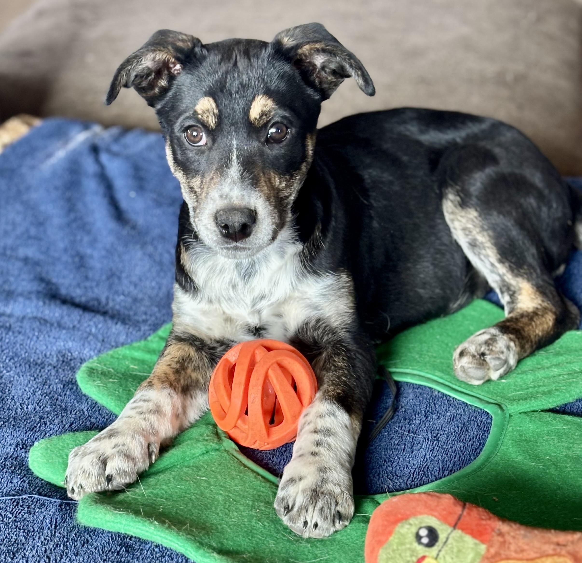 Enlarge Dionne, an adopted mixed breed in Flagstaff, AZ image 6/6