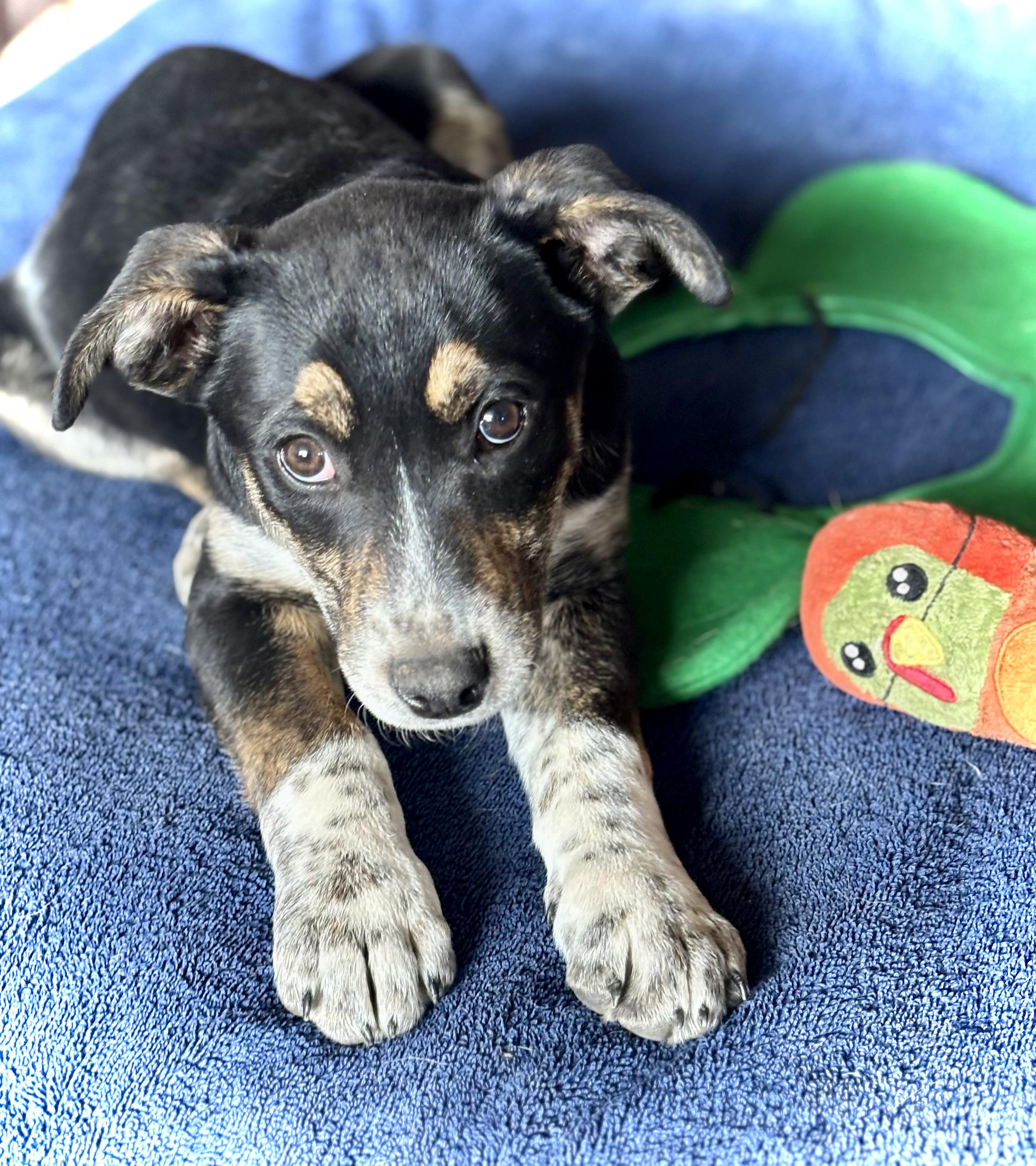 Enlarge Dionne, an adopted mixed breed in Flagstaff, AZ image 3/6