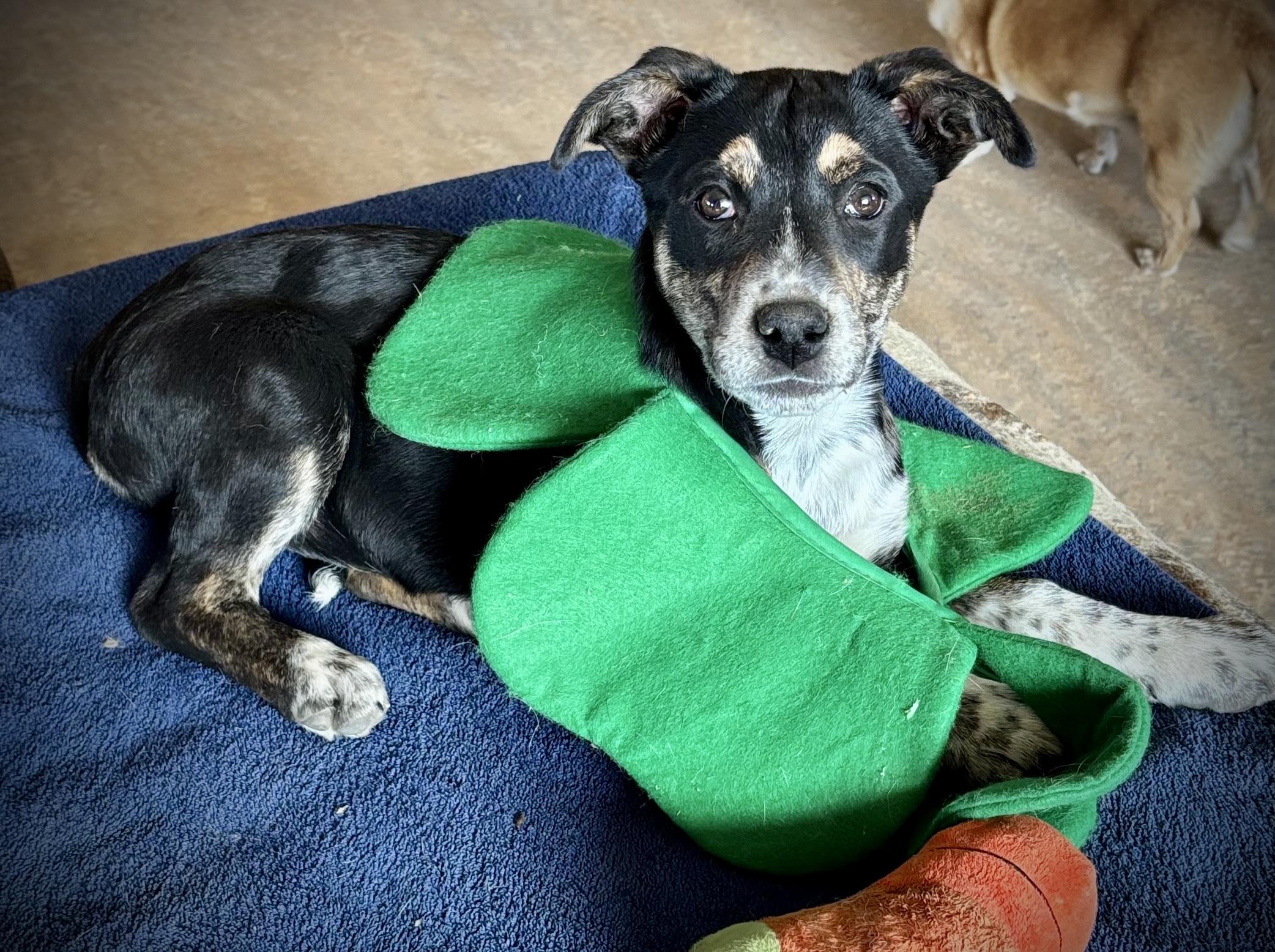 Enlarge Dionne, an adopted mixed breed in Flagstaff, AZ image 2/6