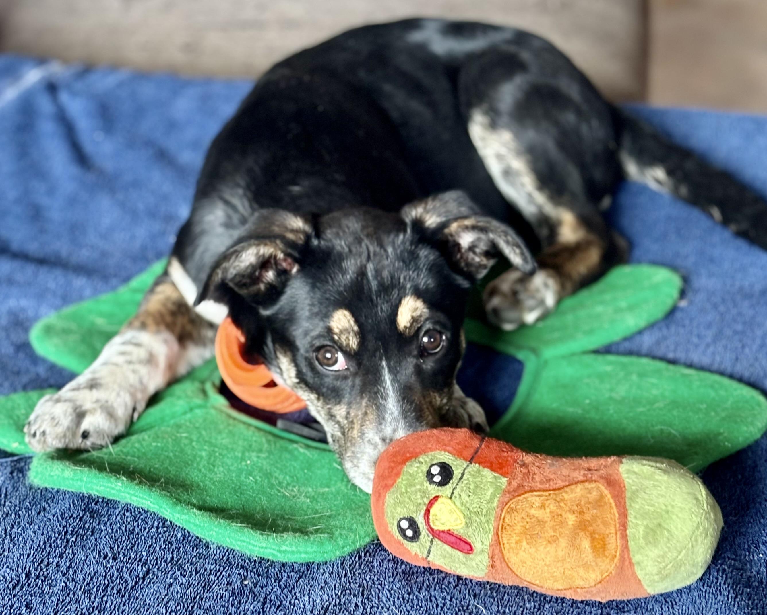 Enlarge Dionne, an adopted mixed breed in Flagstaff, AZ image 4/6