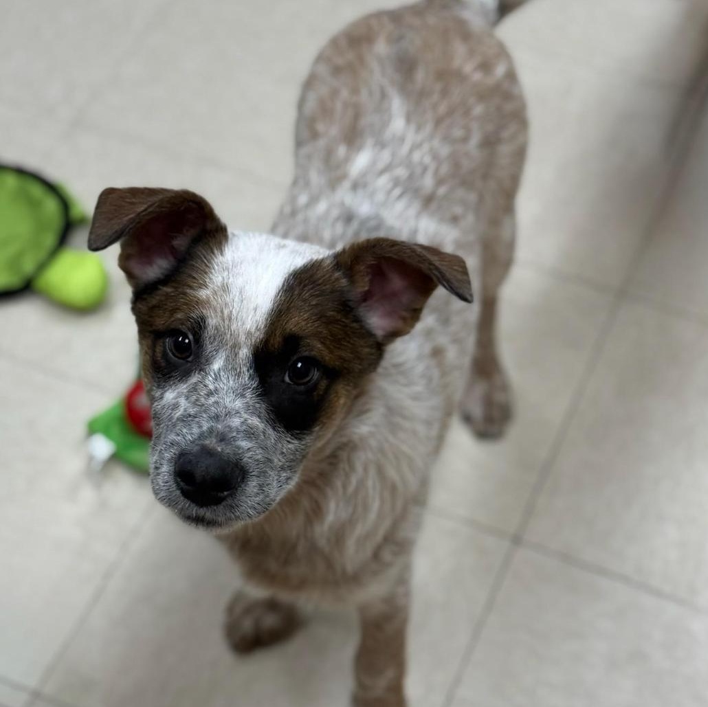 Enlarge Hanson, an adopted mixed breed in Greensburg, PA image 2/3