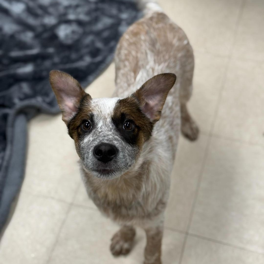 Enlarge Hanson, an adopted mixed breed in Greensburg, PA image 3/3