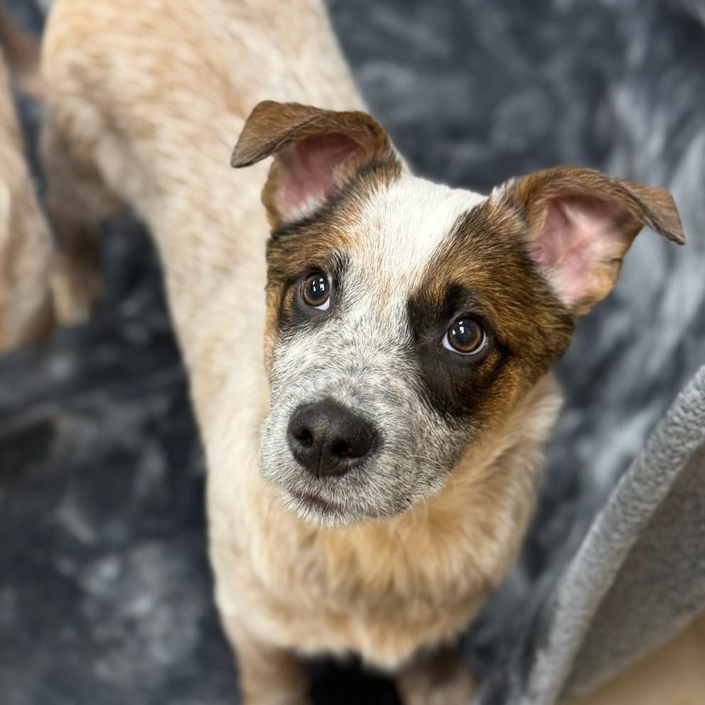 Enlarge Hanson, an adopted mixed breed in Greensburg, PA image 1/3