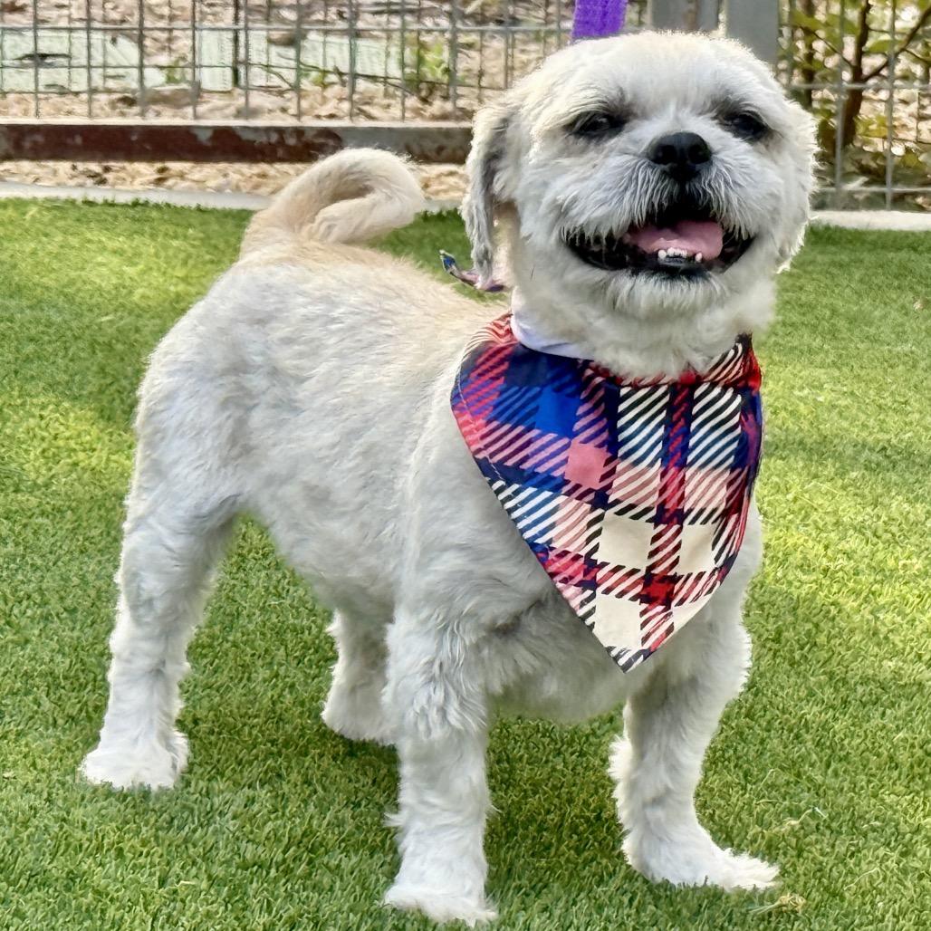 Percy, Adoptable, Adult Male Shih Tzu.
